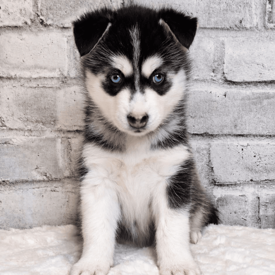 Stella
