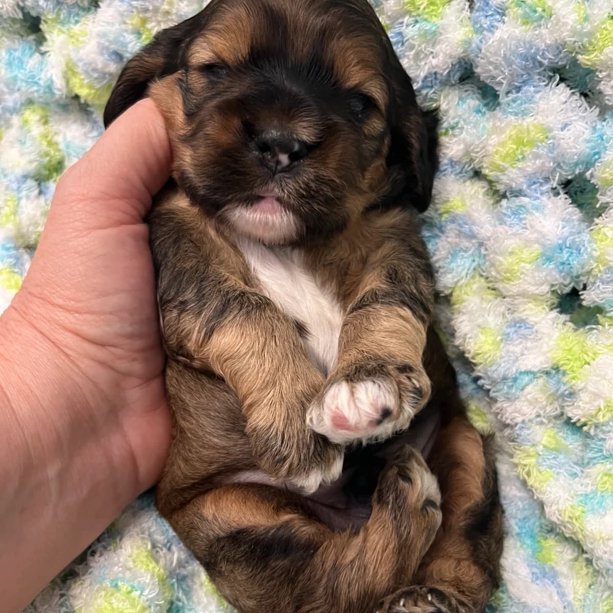 Twix