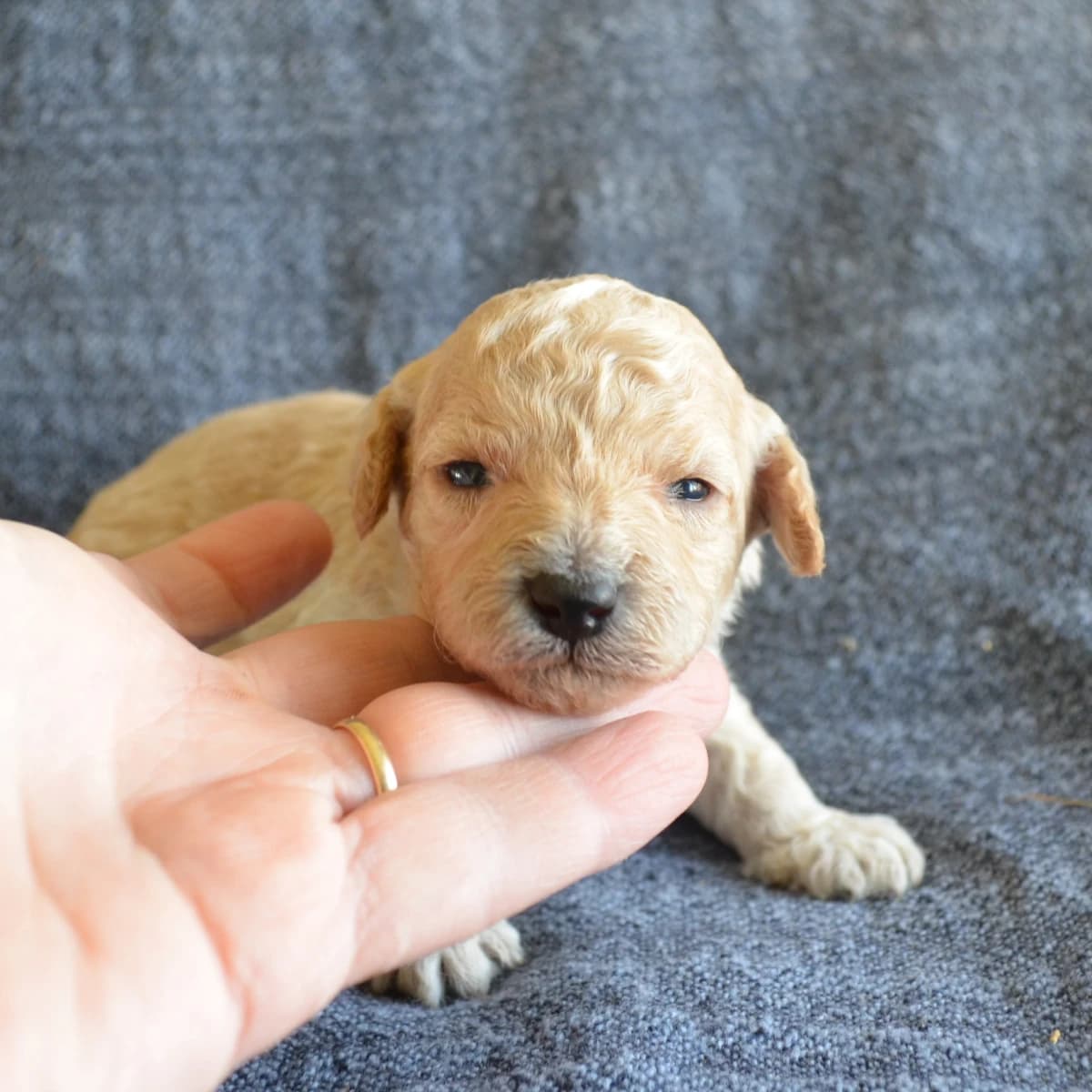 Peanut