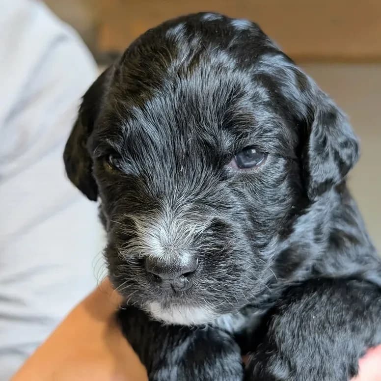 Élevage Pattes d'ours _ Solo (grey)