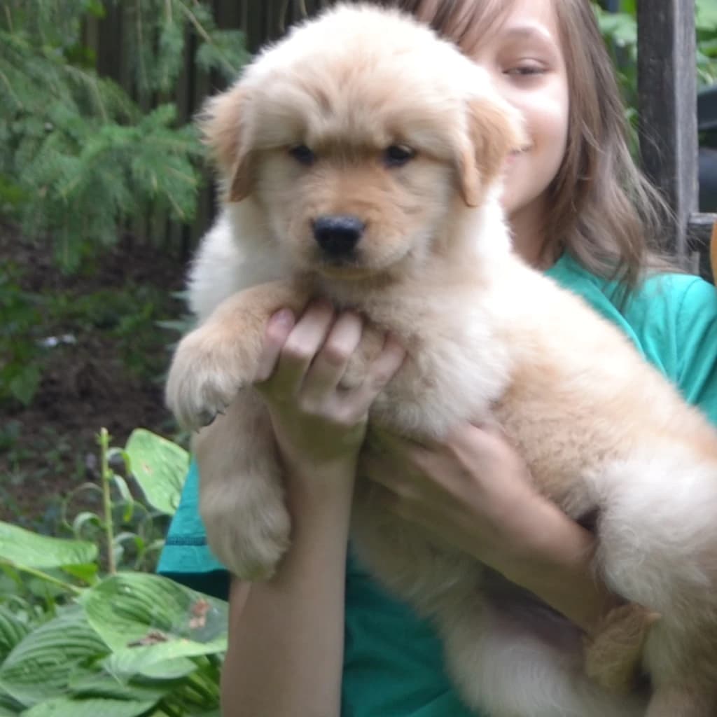 Forrest (guardianship opportunity)