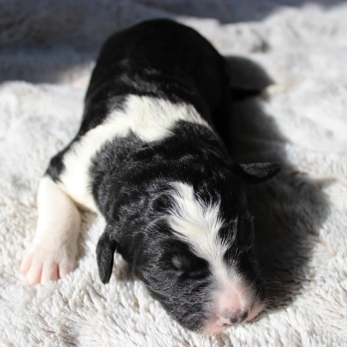 Stunning Standard Bernedoodle