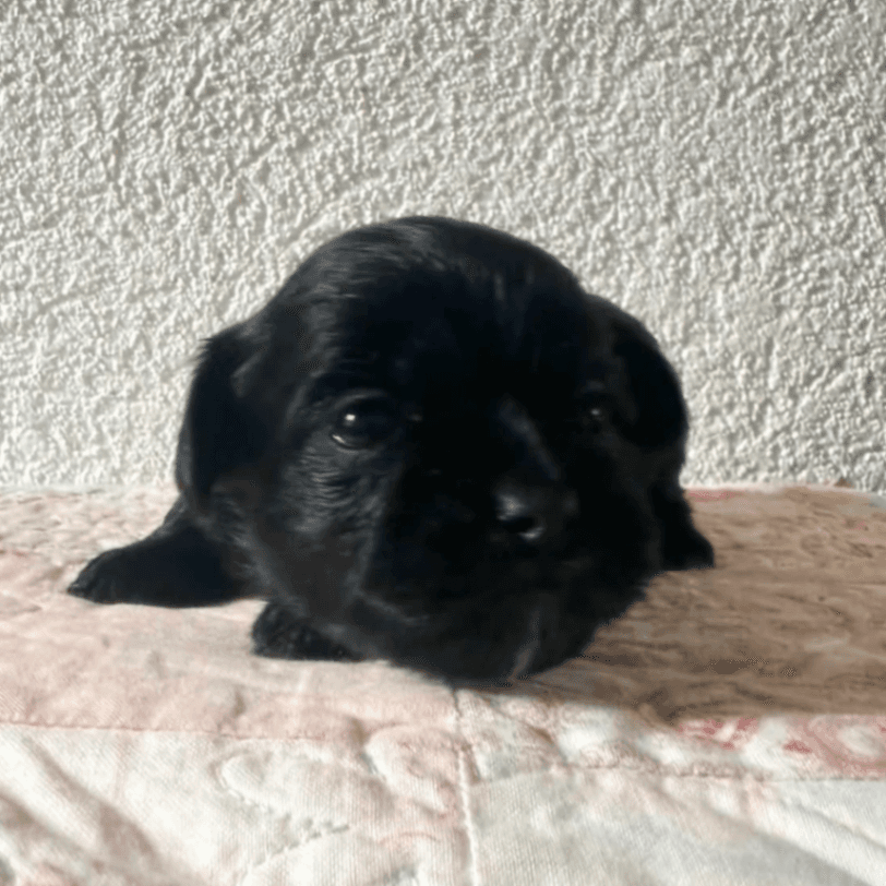 Malshipoo Female