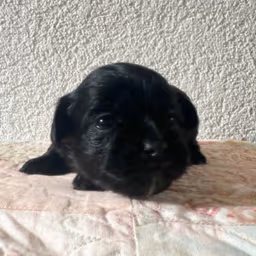 Malshipoo Female