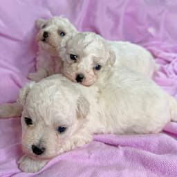 3 Bichon Frise Girls