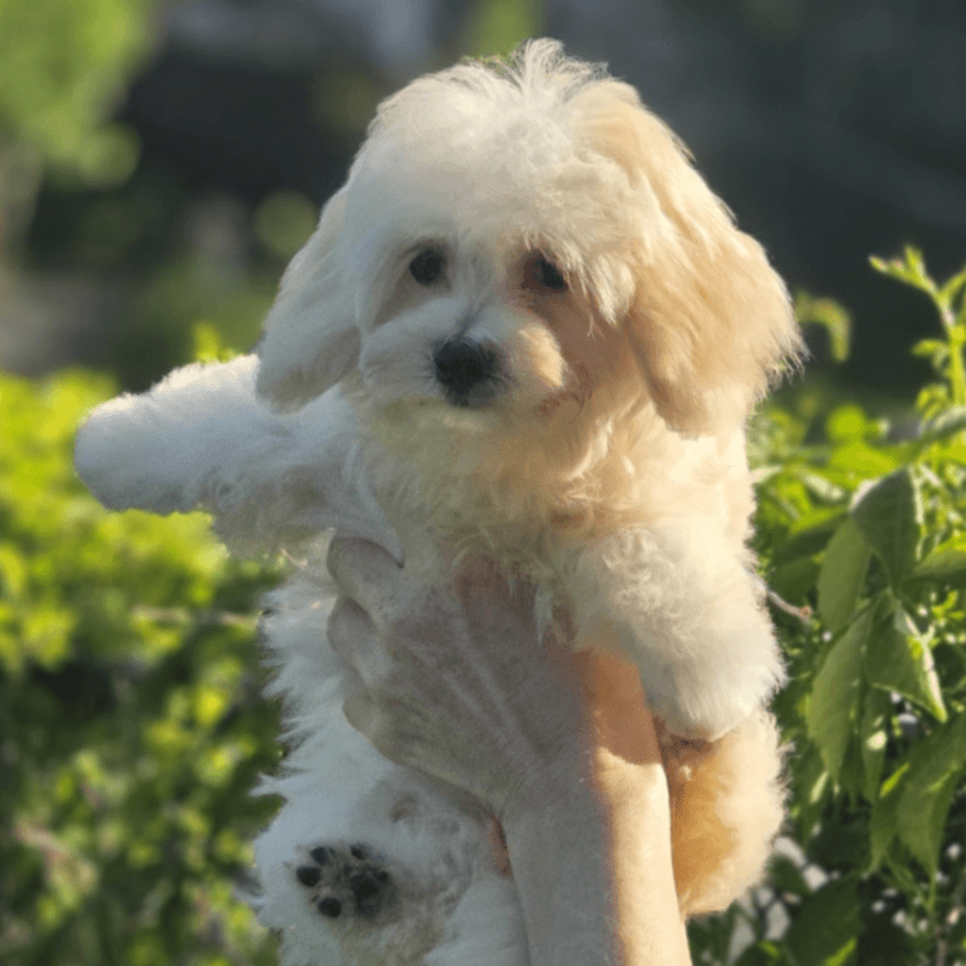 MaltiPoo