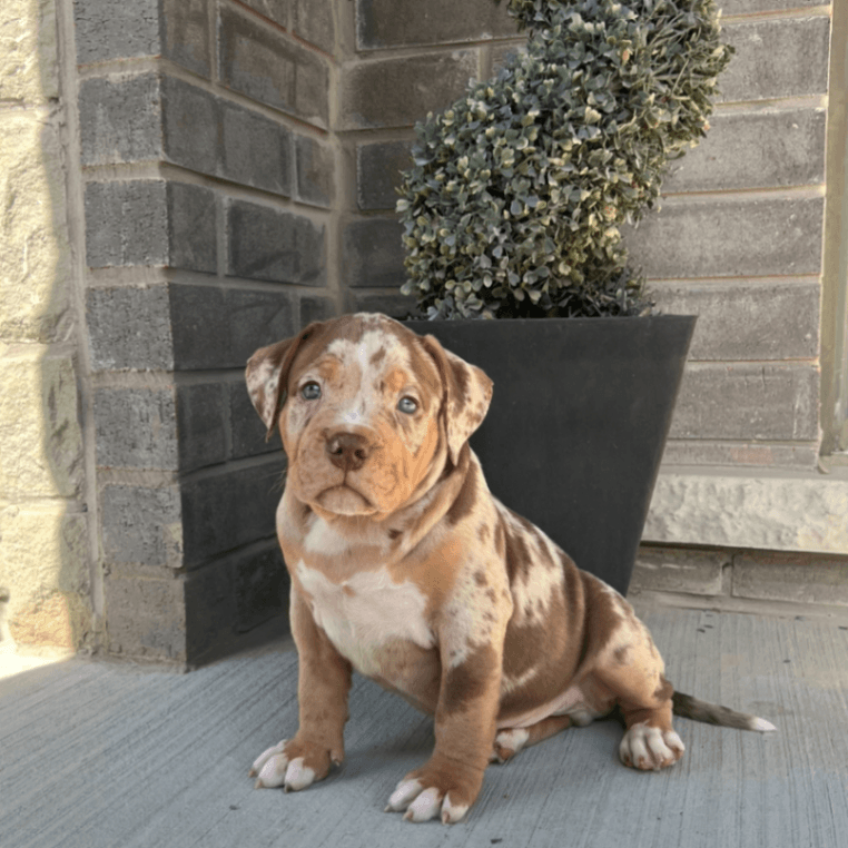 Purebred Stunning Chocolate Tri Merle American Bully