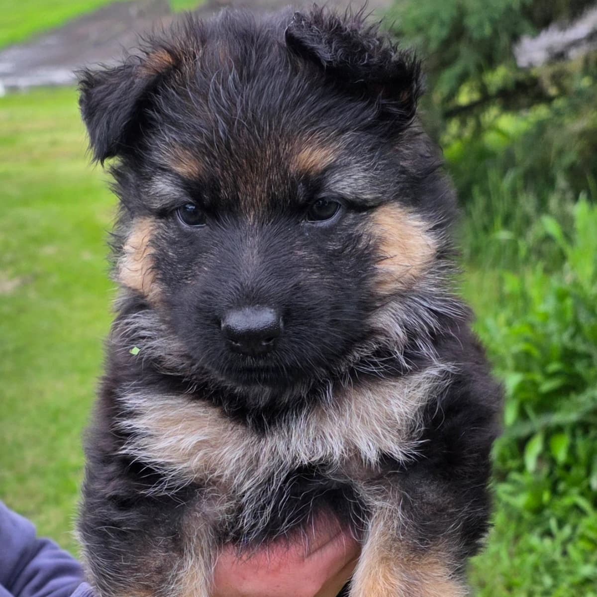 7 Female long haired German Shepherd Puppies