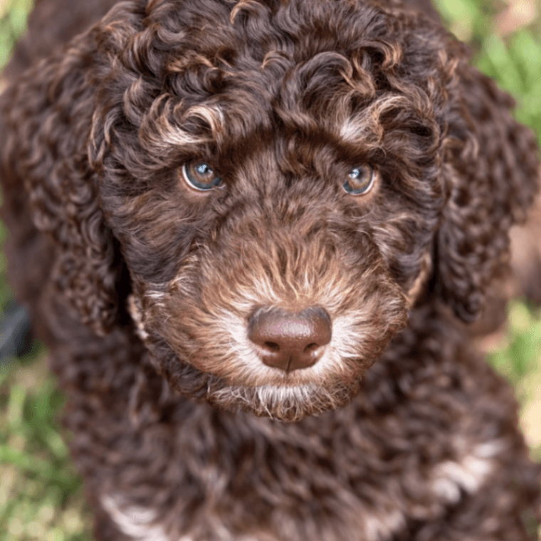 Maverick - Small Purebred Poodle