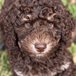 Maverick - Small Purebred Poodle