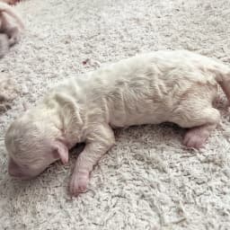 Newborn Bichons-- 1 Boy and 1 Girl