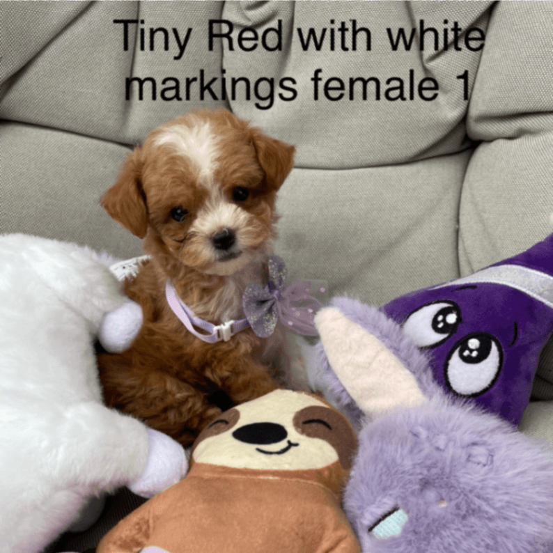 Beautiful Red F1B Maltipoo’s