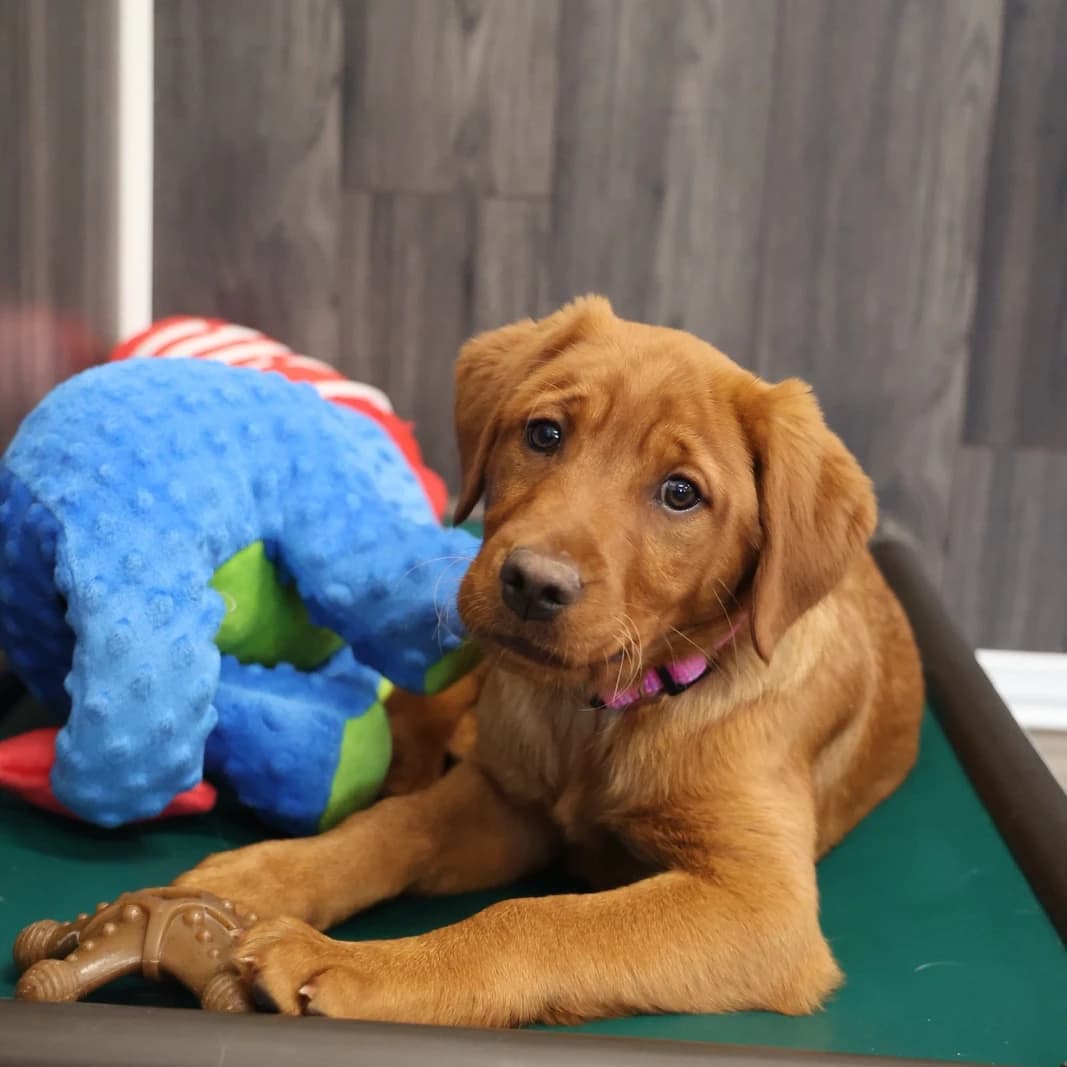 Juno -Goldador Pups