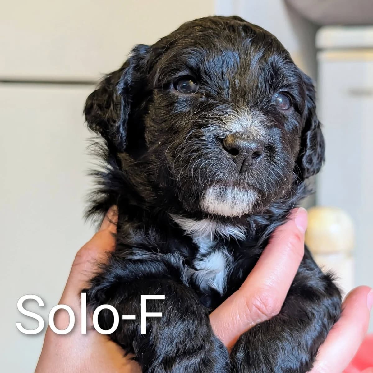 Élevage Pattes d'ours _ Solo (grey)