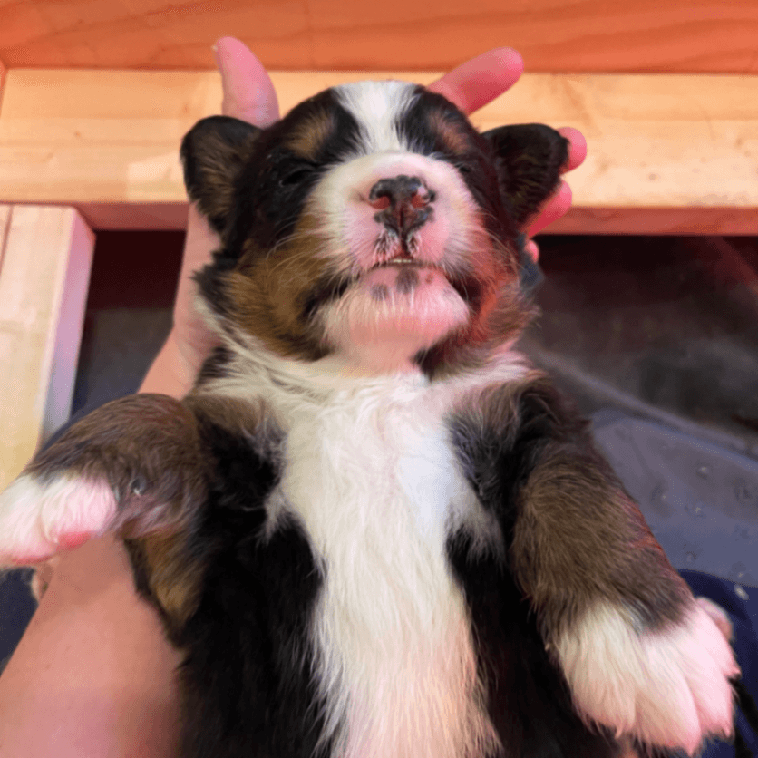 Bernese Mountain dog puppies