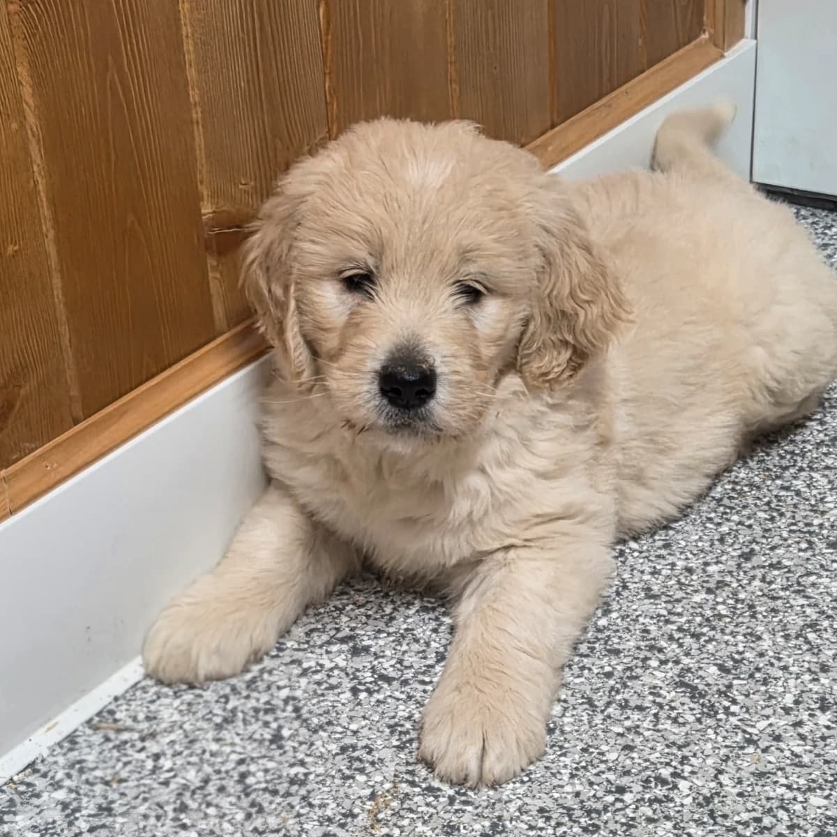 F1 Standard Goldendoodles