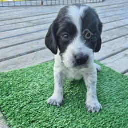 Russian Spaniel Boy with "Googles"