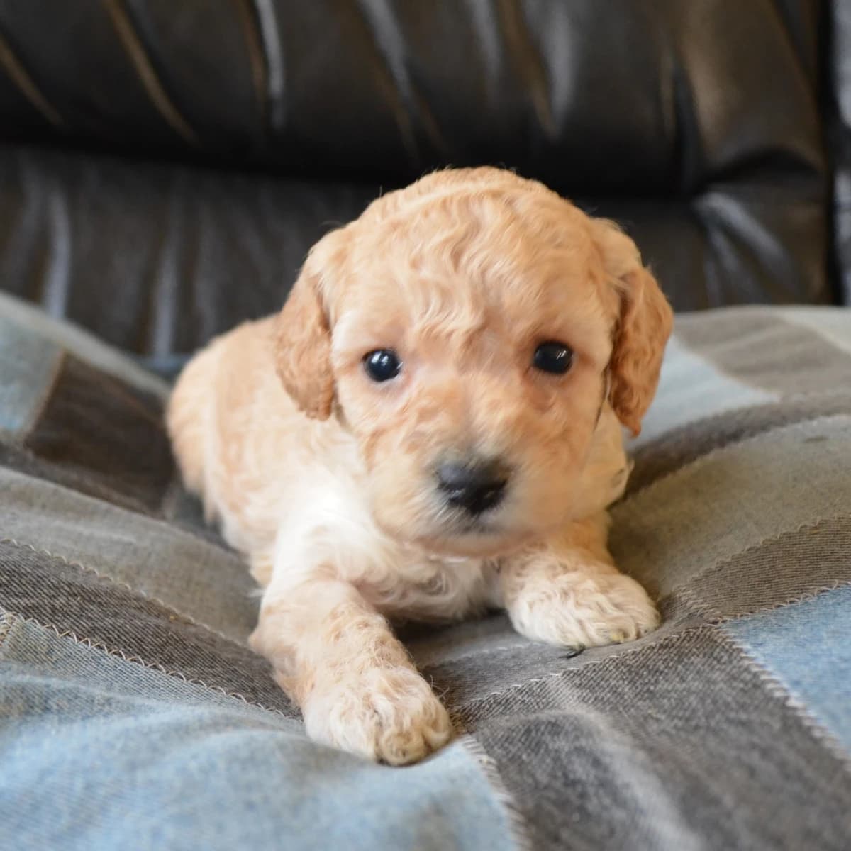 Peanut