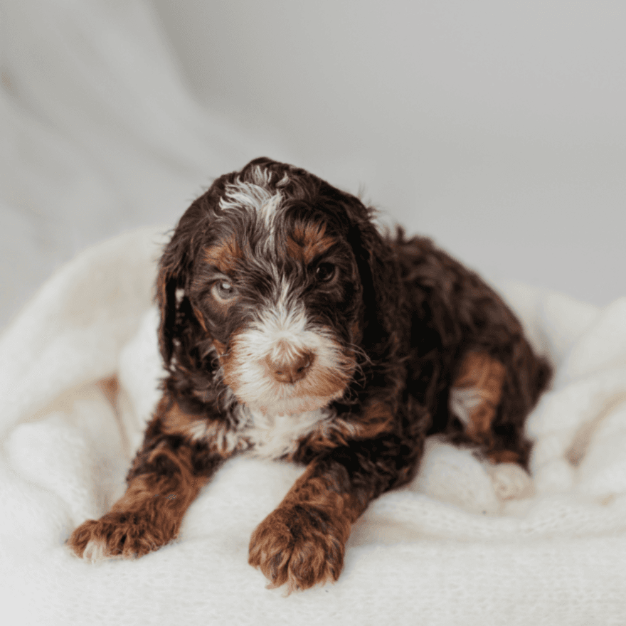 Upcoming Bernedoodle Pups