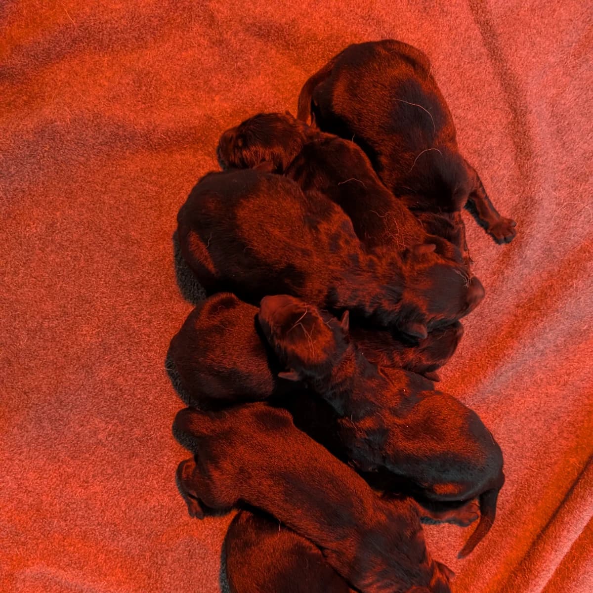 Orange collar female