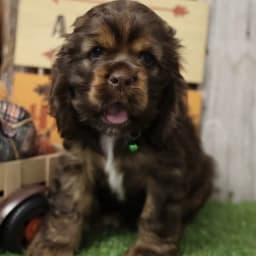 American Cocker Spaniel ~Snickers