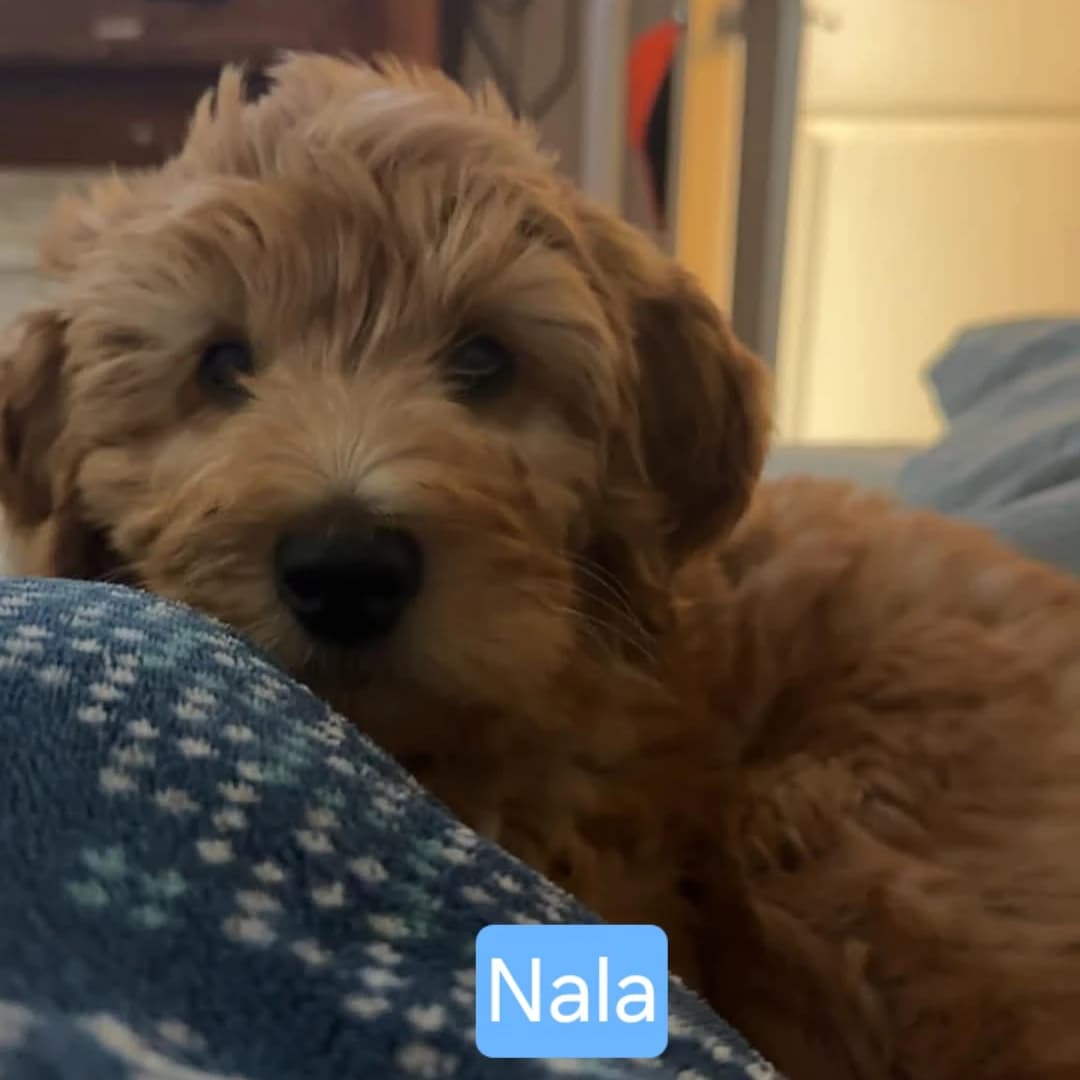 Labradoodle Puppies coming May 10th!