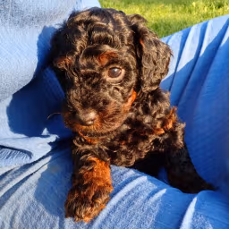 Stetson - Black with Bright Tan Phantom Markings