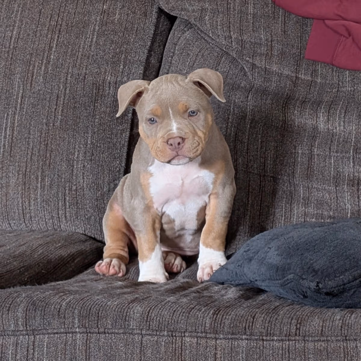 Pure Bred American Bully
