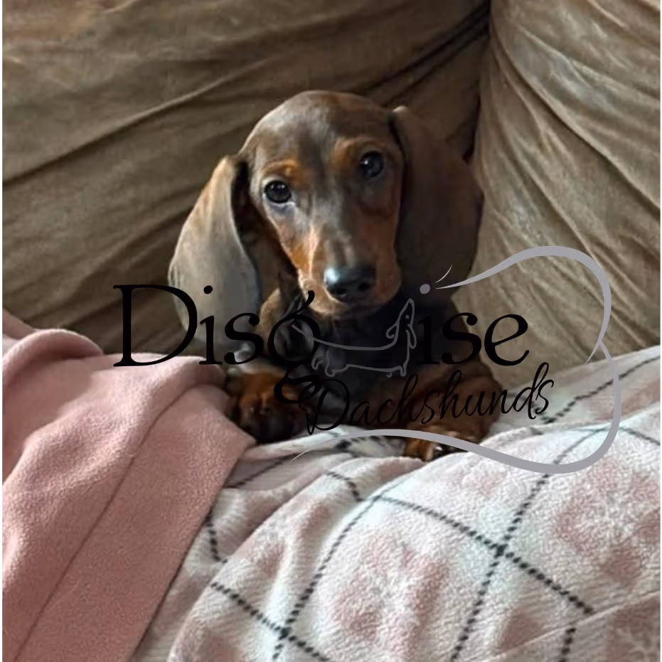 Miniature Dachshunds