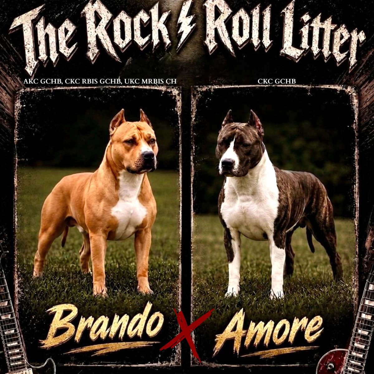 American Staffordshire Terrier Puppies