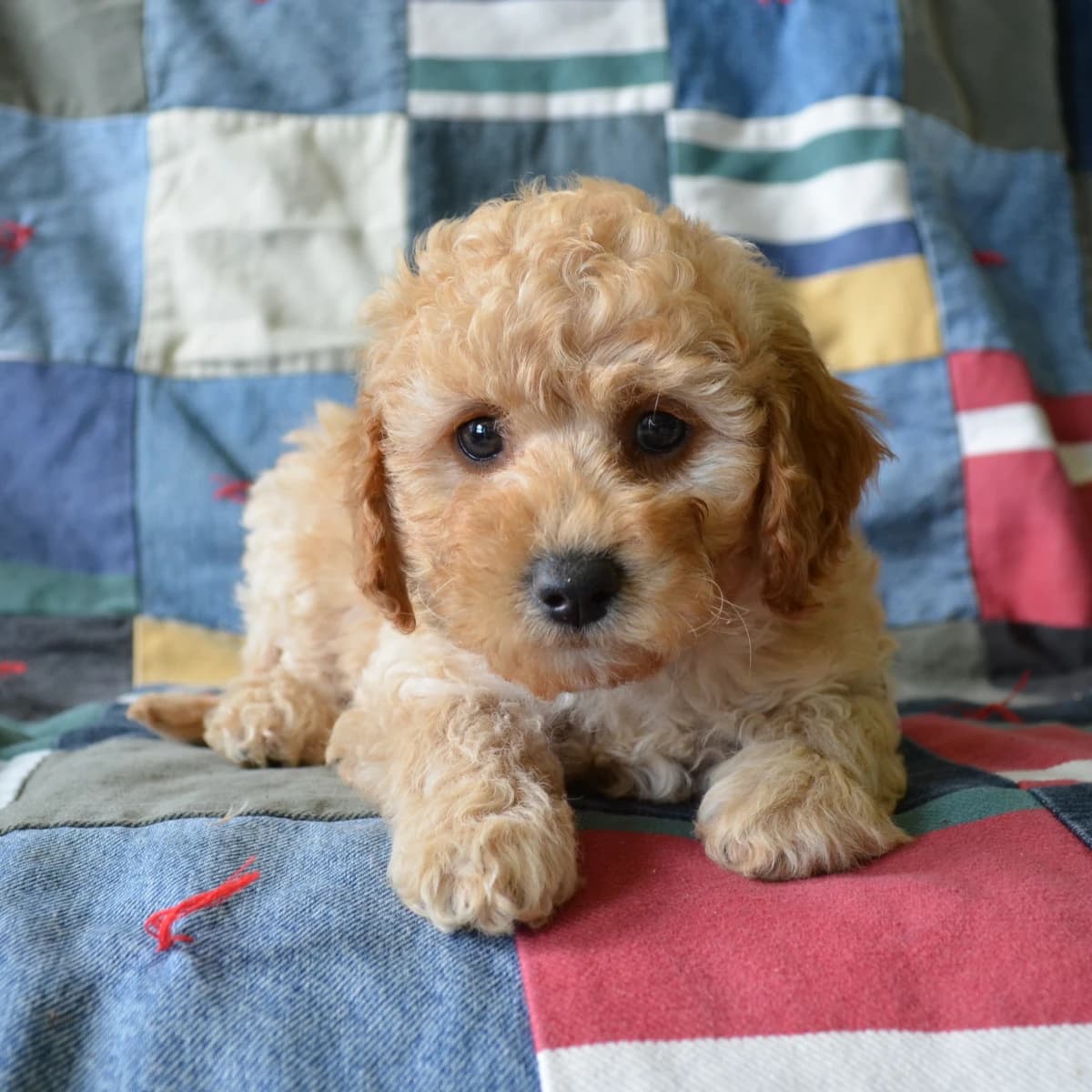 Nugget