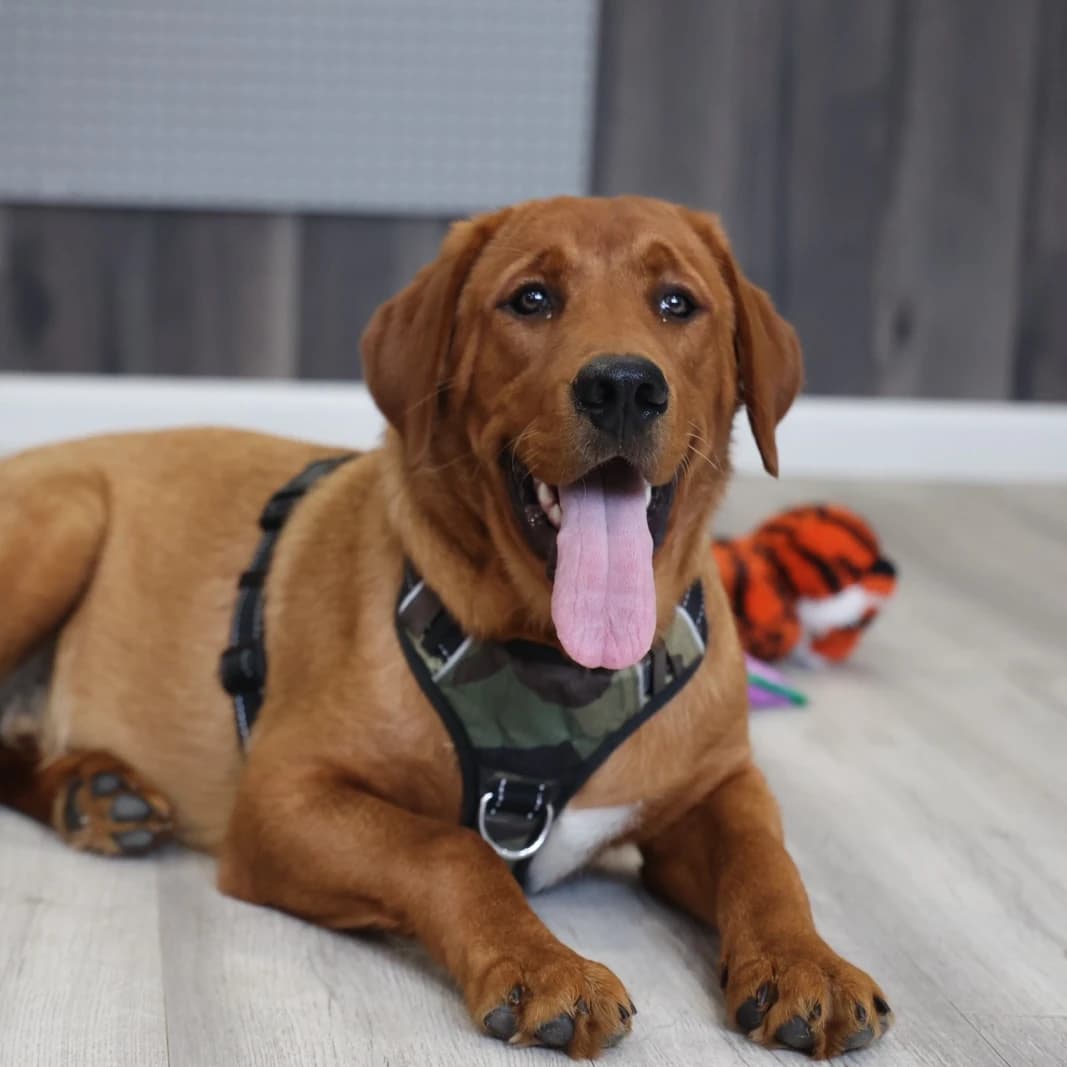 Charlie (Golden Retriever/Labrador Retriever Cross)