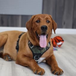 Charlie (Golden Retriever/Labrador Retriever Cross)