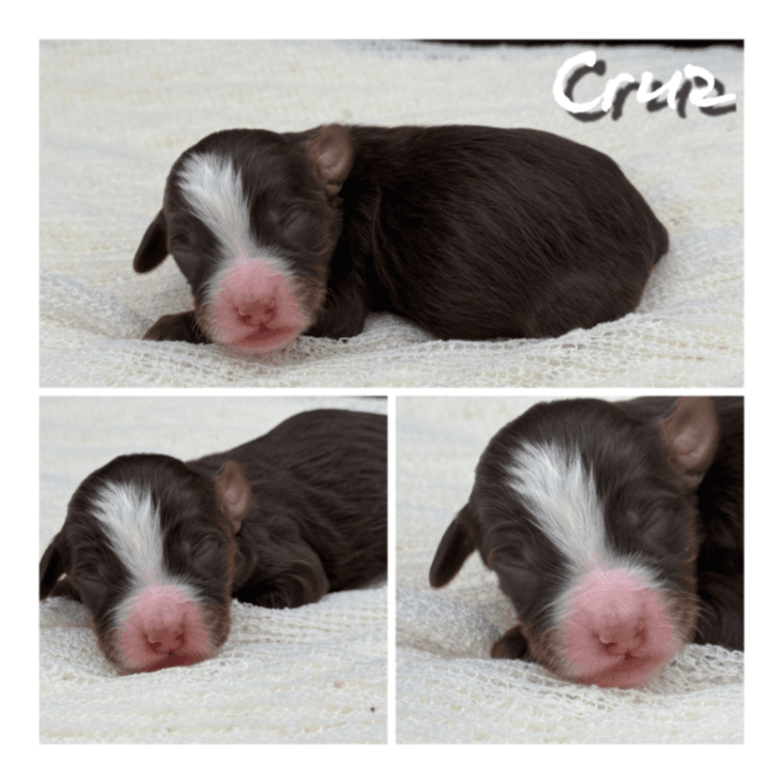 Bernedoodle - Mini/med