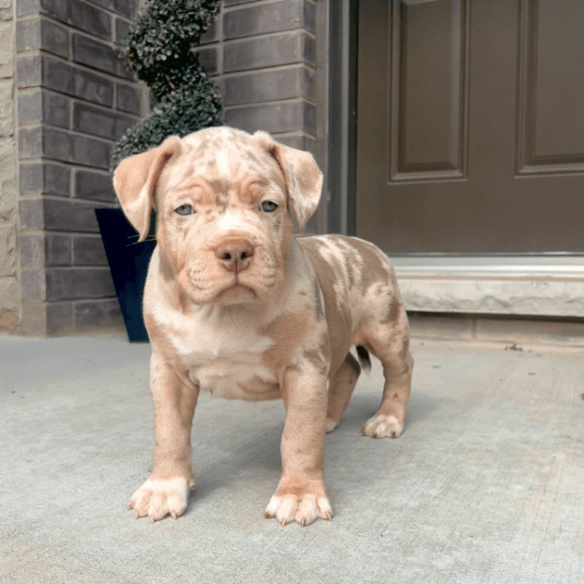 Purebred Stunning Lilac Tri Merle American Bully