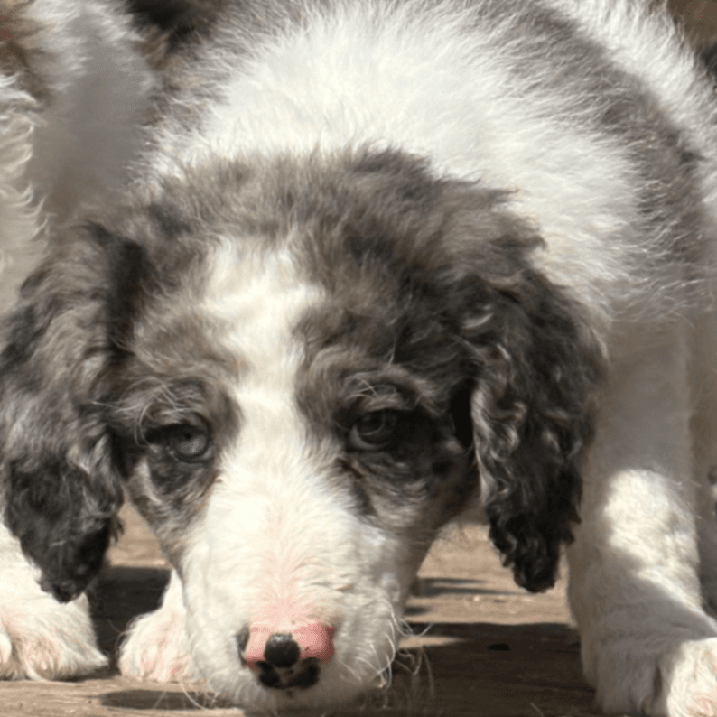 Moyen Springer Doodle puppy
