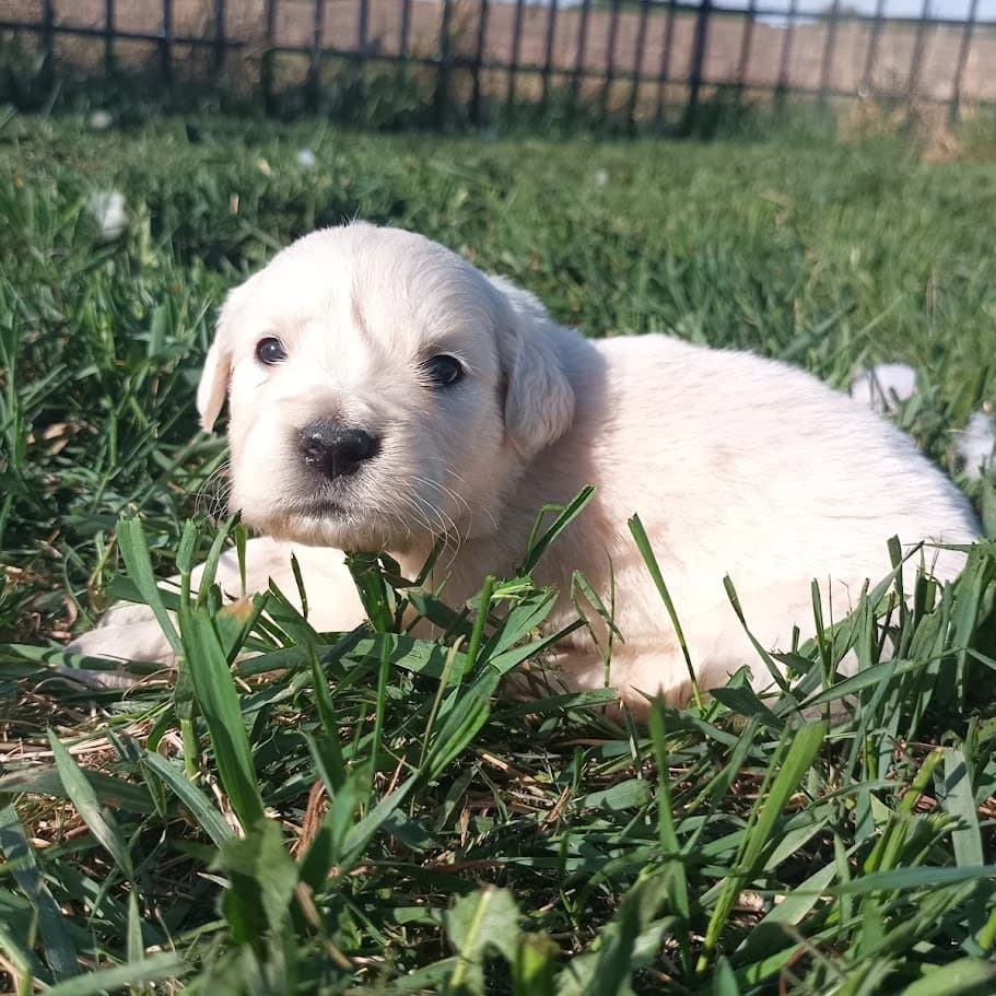 Last Puppy! English Cream Golden Retriever