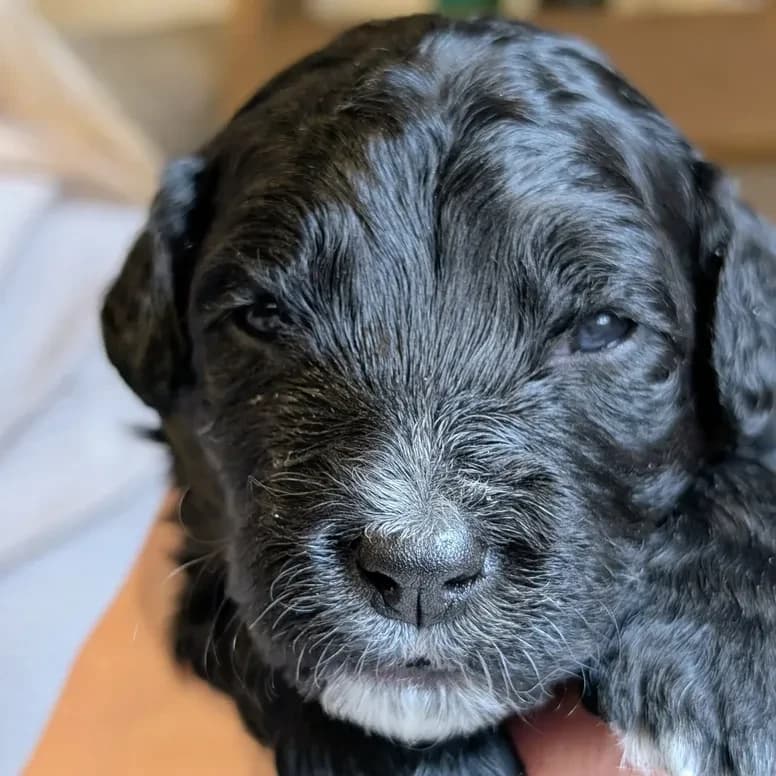 Élevage Pattes d'ours _ Padme (hot pink)