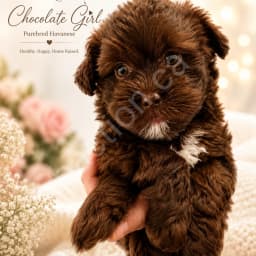 Havanese Puppy