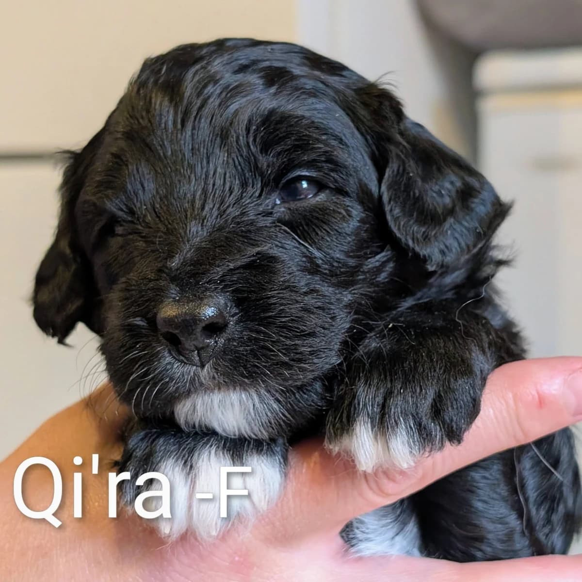 Élevage Pattes d'ours _ Qi'ra (fash green)