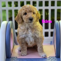 Labradoodle Puppies