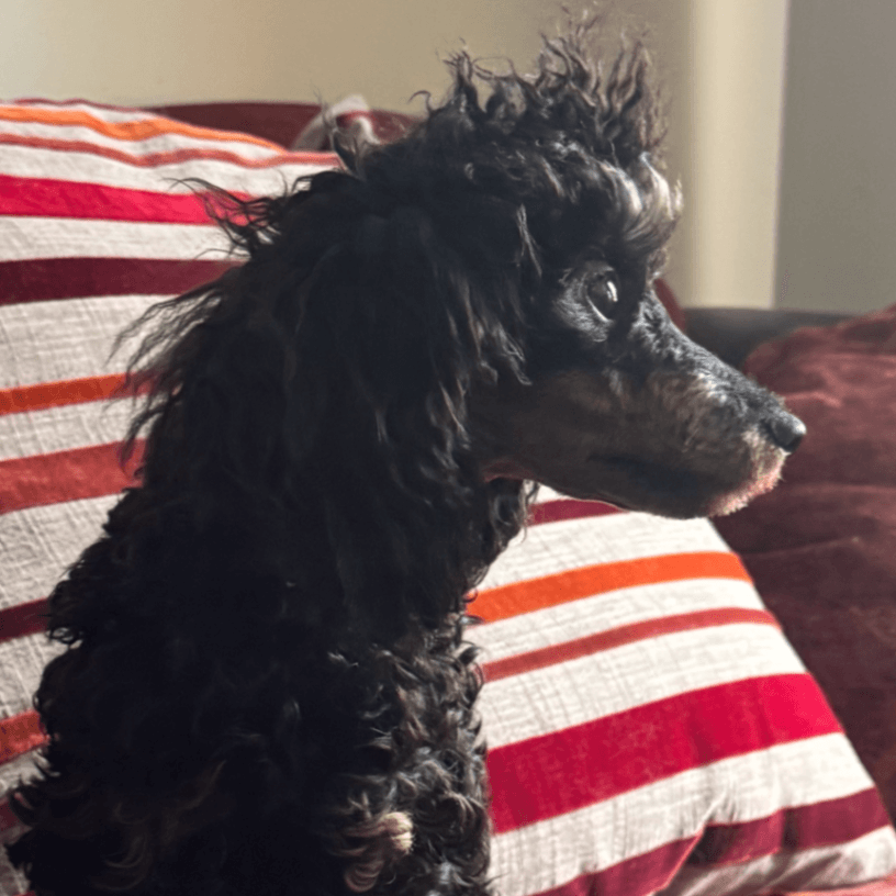 Toy Poodle