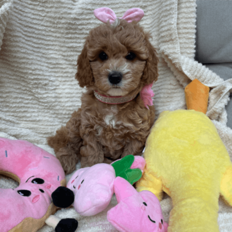 Beautiful f1B Cockapoos puppies