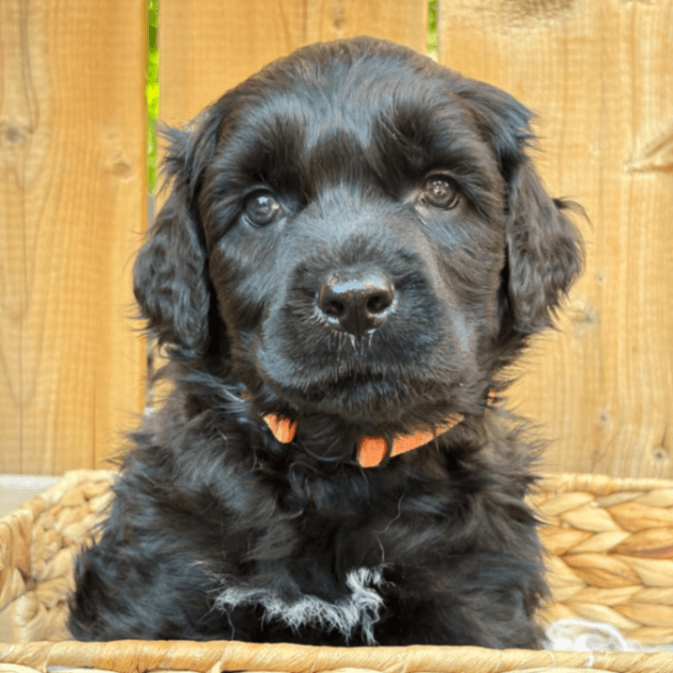 Purebred Portuguese Water Dog Puppies - Ready Soon!