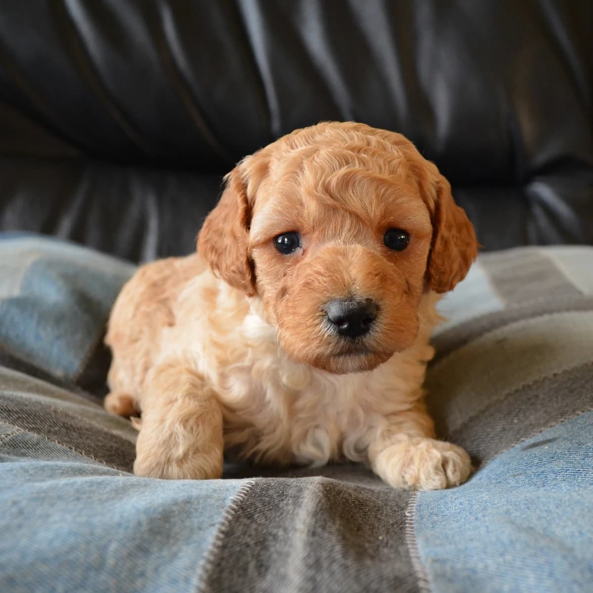 Nugget