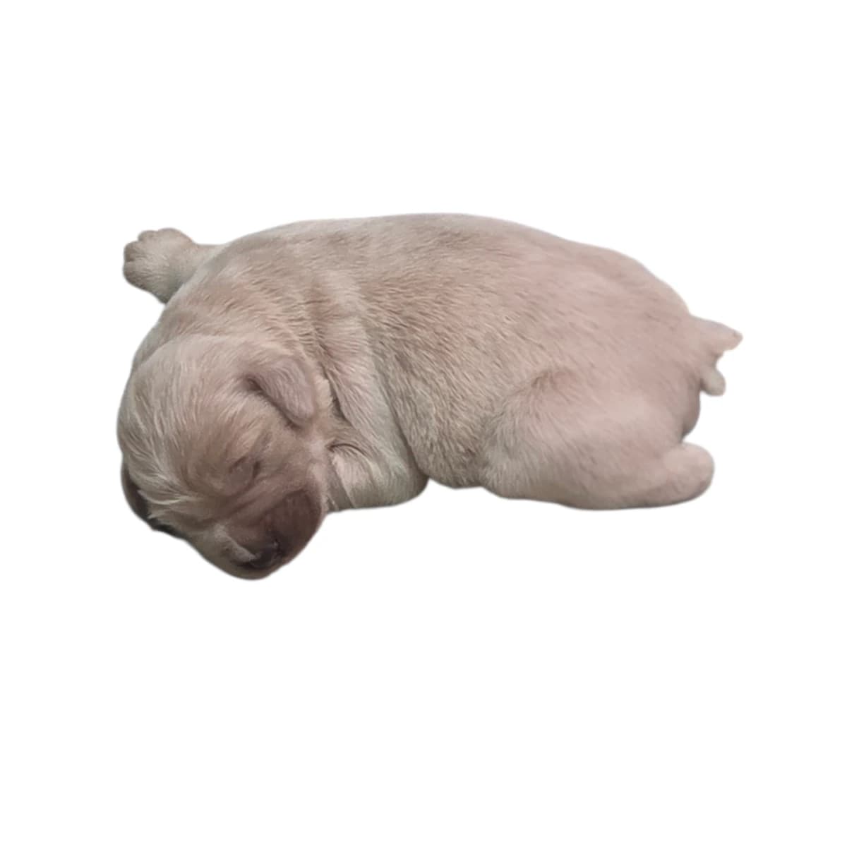 F1 Standard Goldendoodles