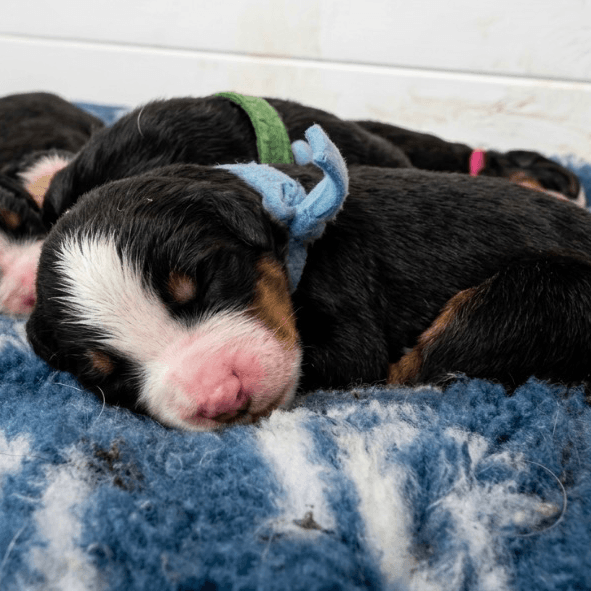 Bernese Mountain Dog Puppy!