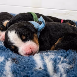 Bernese Mountain Dog Puppy!