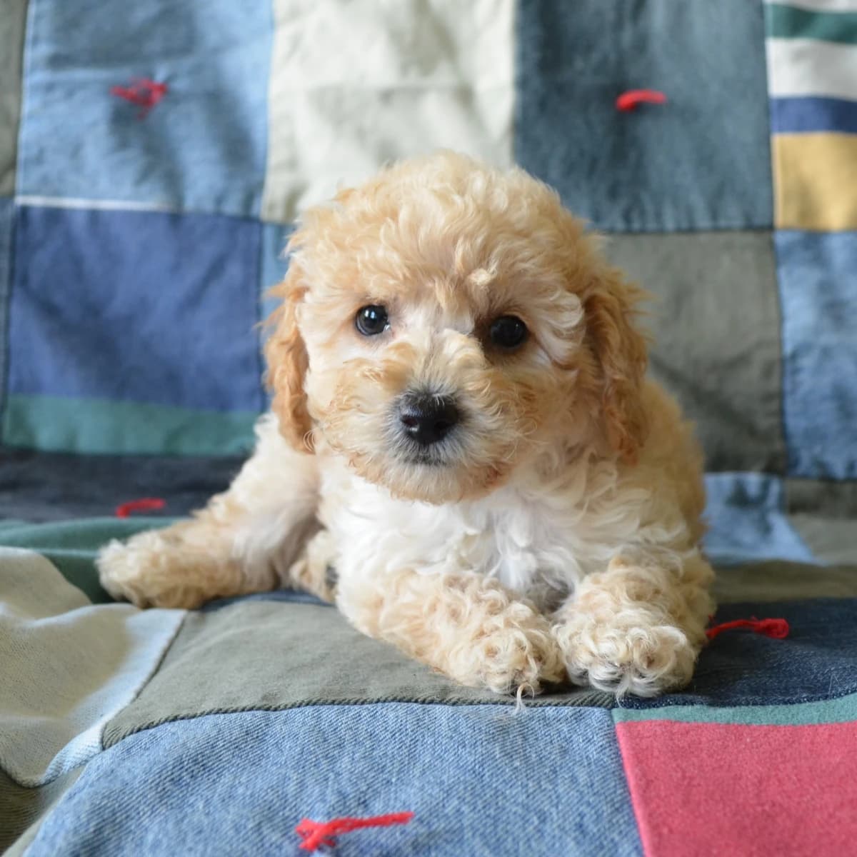 Peanut