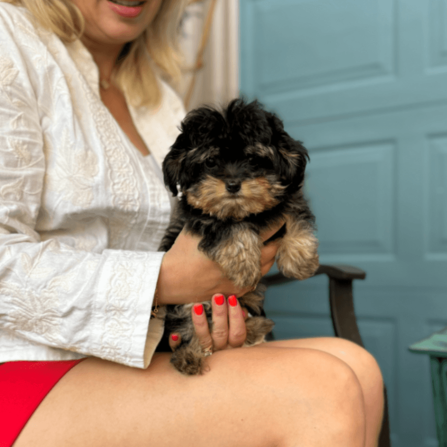 MaltiPoo Girl